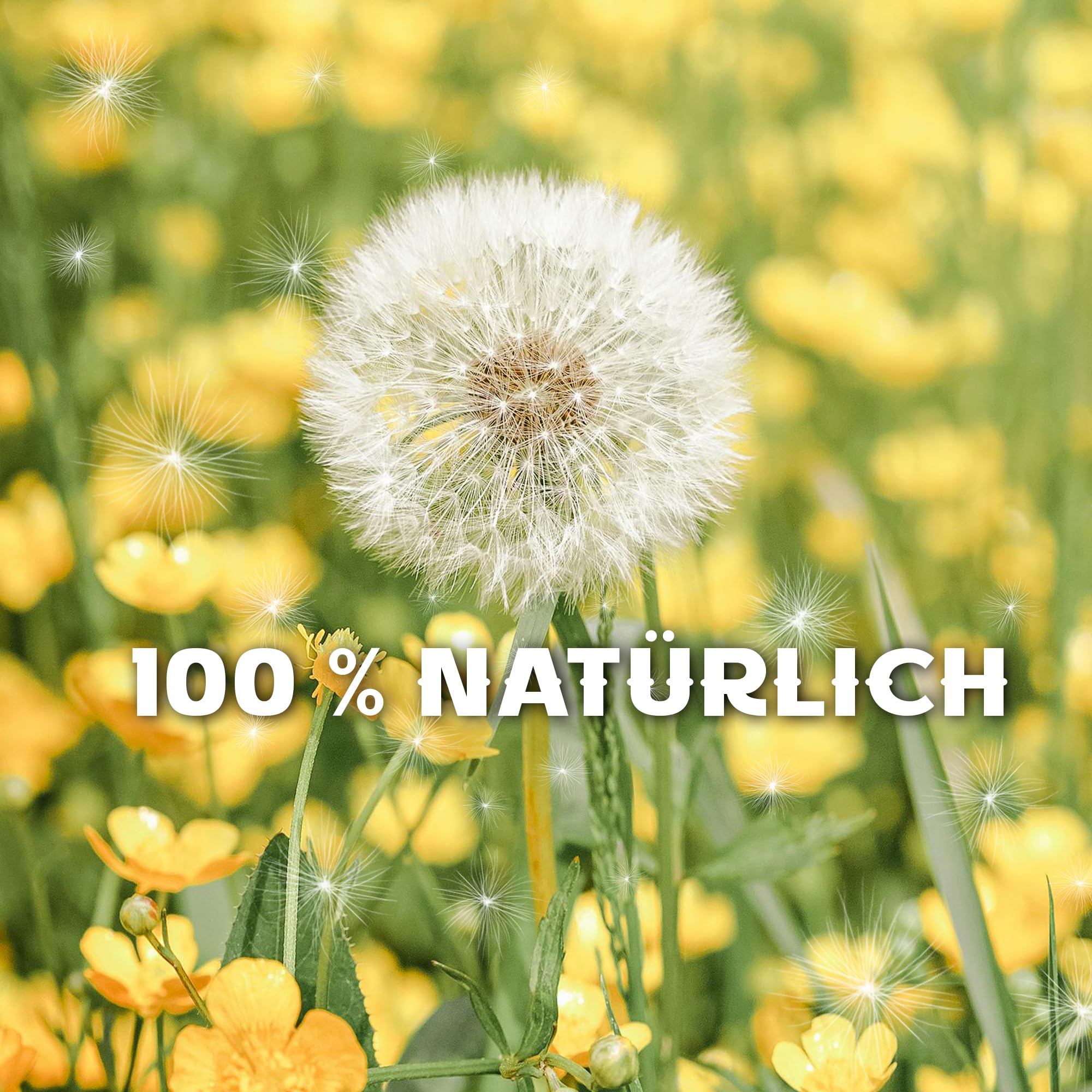 Wunscherfüller Pusteblume im Glas - Besondere Geschenkidee, Geburtstagsgeschenk für Frauen, Glücksbringer und Kleinigkeit für Freundin, Deko Geschenke im Glas, Blumen Geschenk